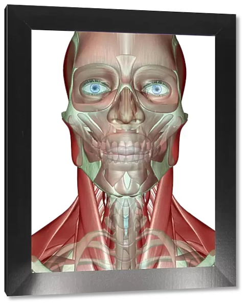 anatomy, face, face muscles, front view, frontalis, head, head muscles, human, illustration