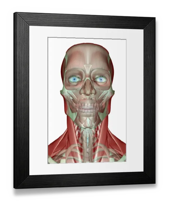 Framed Print : anatomy, face, face muscles, front view, frontalis, head, head muscles, human, illustration Framed Print : anatomy, face, face muscles, front view, frontalis, head, head muscles, human, illustration