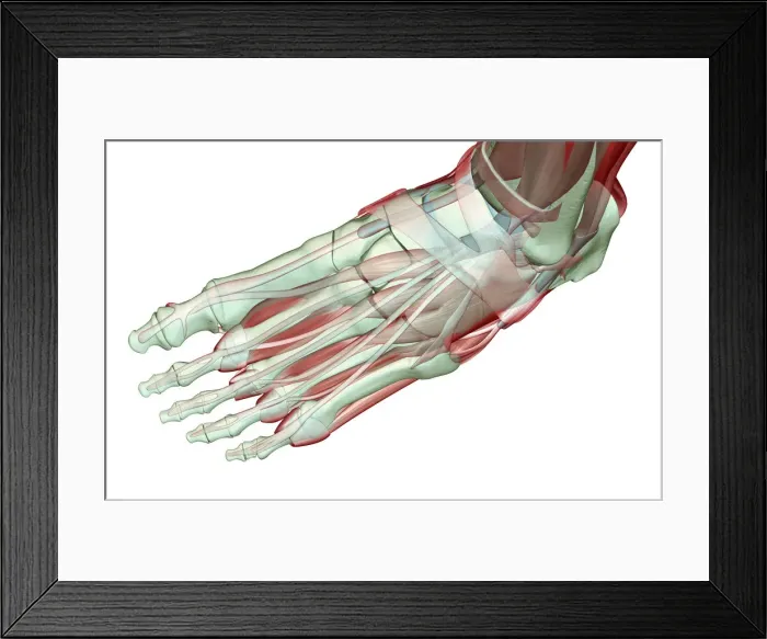Framed Print : above view, anatomy, extensor digitorum brevis, extensor digitorum longus tendons Framed Print : above view, anatomy, extensor digitorum brevis, extensor digitorum longus tendons