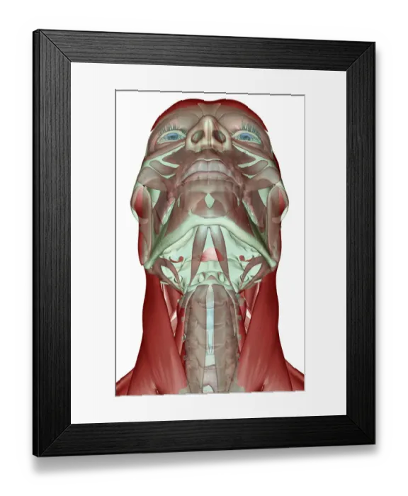 Framed Print : anatomy, below view, digastric, front view, human, illustration, muscles, muscles of the neck
