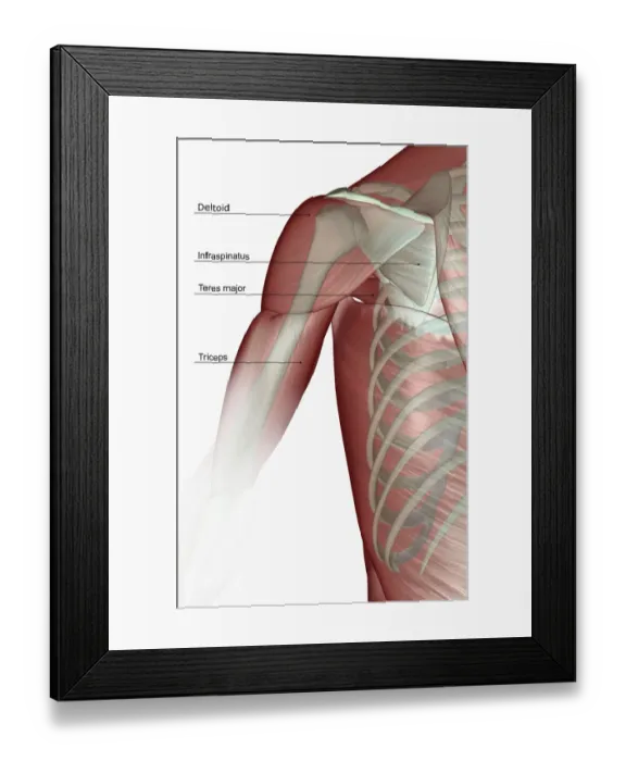 Framed Print : anatomy, back view, deltoid, human, illustration, labeled, muscles, muscles of the shoulder Framed Print : anatomy, back view, deltoid, human, illustration, labeled, muscles, muscles of the shoulder