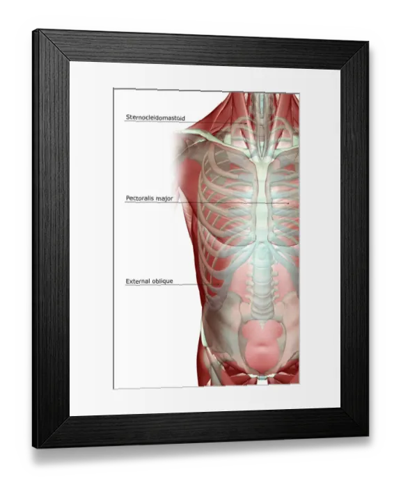 Framed Print : above view, anatomy, chest, chest muscles, external oblique, front view, human, illustration Framed Print : above view, anatomy, chest, chest muscles, external oblique, front view, human, illustration