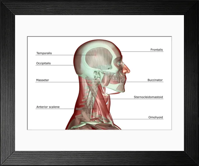 Framed Print : anatomy, anterior scalene, digastric, head, head muscles, human, illustration, labeled Framed Print : anatomy, anterior scalene, digastric, head, head muscles, human, illustration, labeled