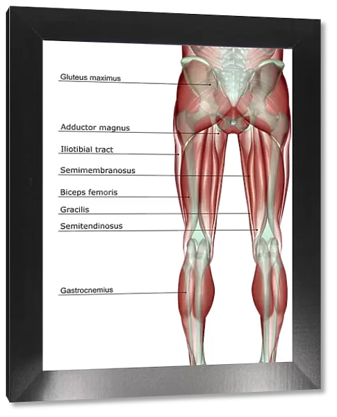 anatomy, back view, biceps femoris, gluteus maximus, gracilis, human, illustration