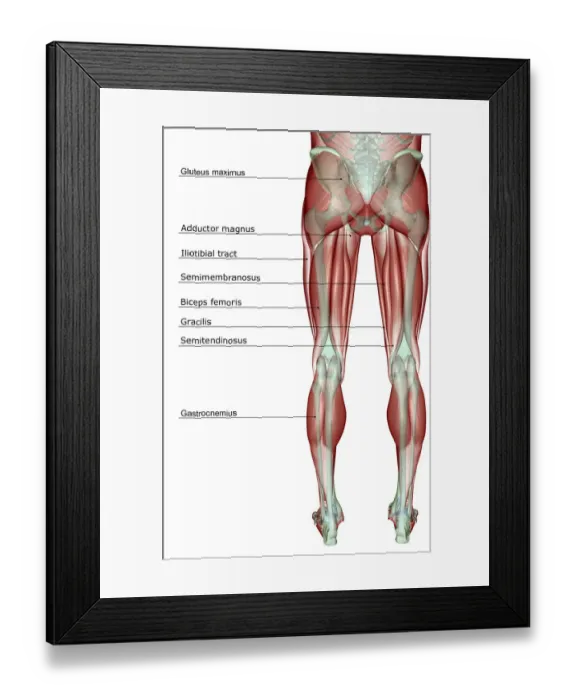 Framed Print : anatomy, back view, biceps femoris, gluteus maximus, gracilis, human, illustration Framed Print : anatomy, back view, biceps femoris, gluteus maximus, gracilis, human, illustration