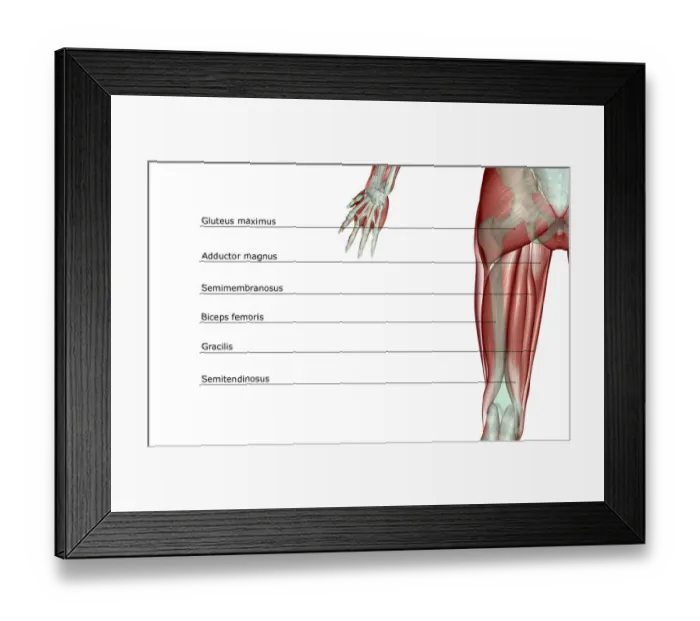 Framed Print : anatomy, back view, biceps femoris, gluteus maximus, gracilis, human, illustration Framed Print : anatomy, back view, biceps femoris, gluteus maximus, gracilis, human, illustration