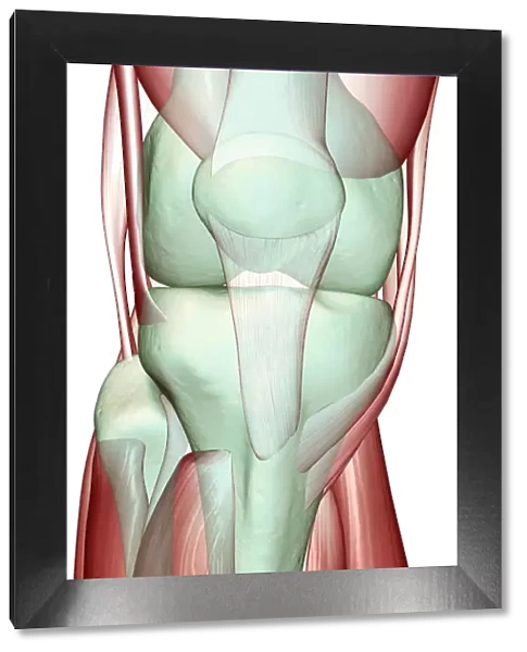 anatomy, close-up view, front view, human, illustration, knee, knee muscles, knee tendons
