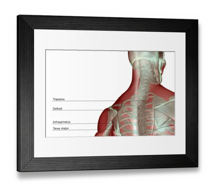 Framed Print : anatomy, back view, head, head muscles, human, illustration, infraspinatus, labeled Framed Print : anatomy, back view, head, head muscles, human, illustration, infraspinatus, labeled