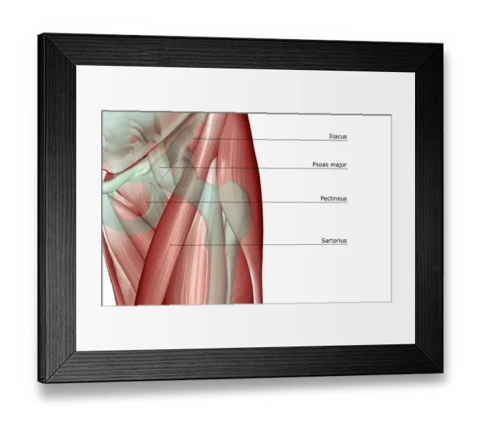 Framed Print : adductor longus, anatomy, close-up view, front view, hip, hip muscles, human, iliacus Framed Print : adductor longus, anatomy, close-up view, front view, hip, hip muscles, human, iliacus