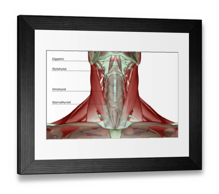 Framed Print : anatomy, digastric, front view, human, illustration, labeled, muscles, muscles of the neck Framed Print : anatomy, digastric, front view, human, illustration, labeled, muscles, muscles of the neck