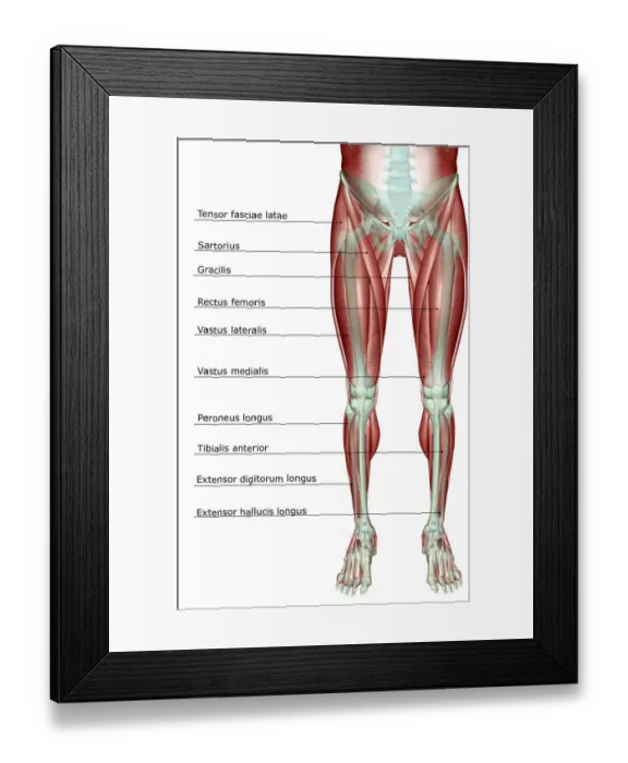 Framed Print : anatomy, extensor digitorum longus, extensor hallucis longus, front view, human, illustration Framed Print : anatomy, extensor digitorum longus, extensor hallucis longus, front view, human, illustration