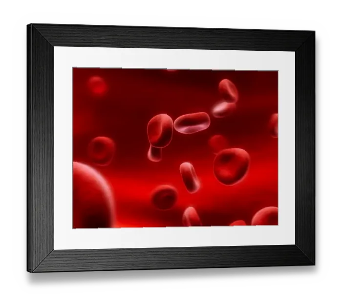 Framed Print : Human red blood cells, artwork Framed Print : Human red blood cells, artwork
