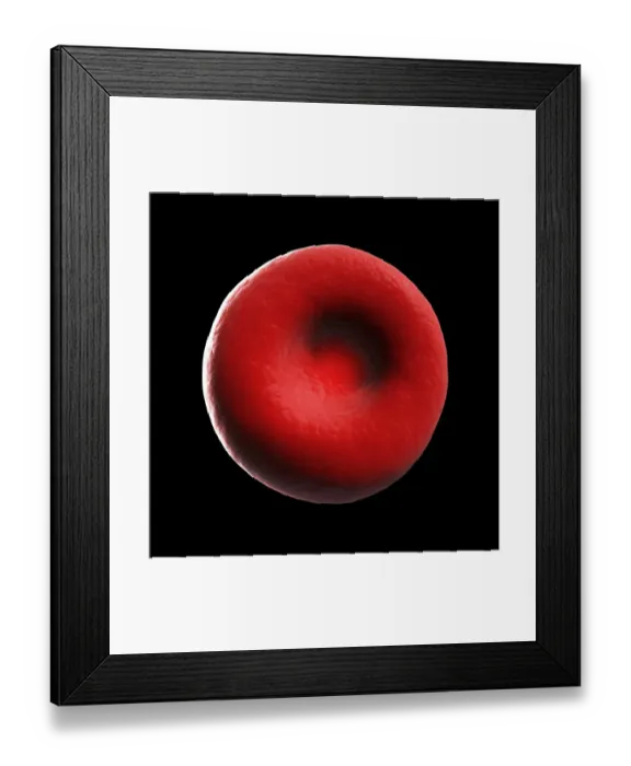 Framed Print : Human red blood cell, illustration