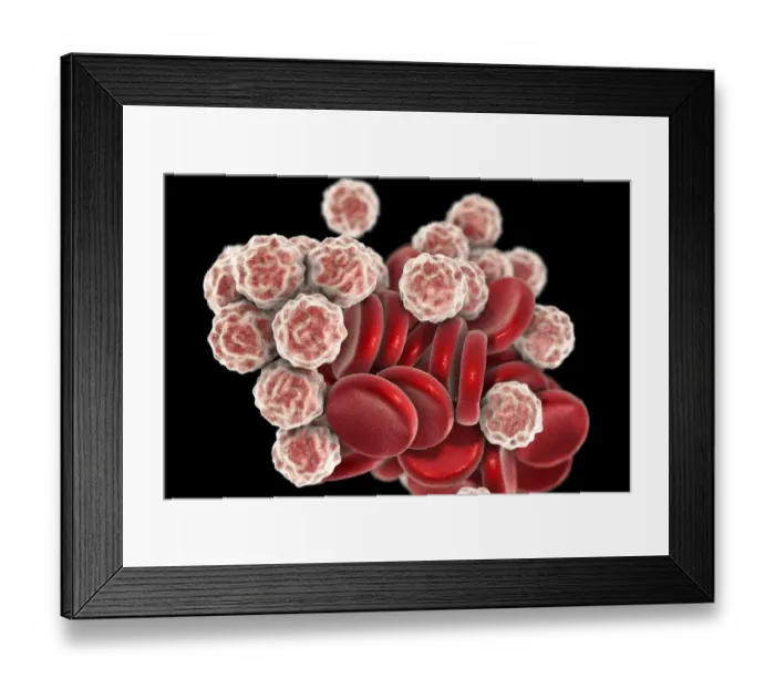 Framed Print : Blood cells, illustration Framed Print : Blood cells, illustration