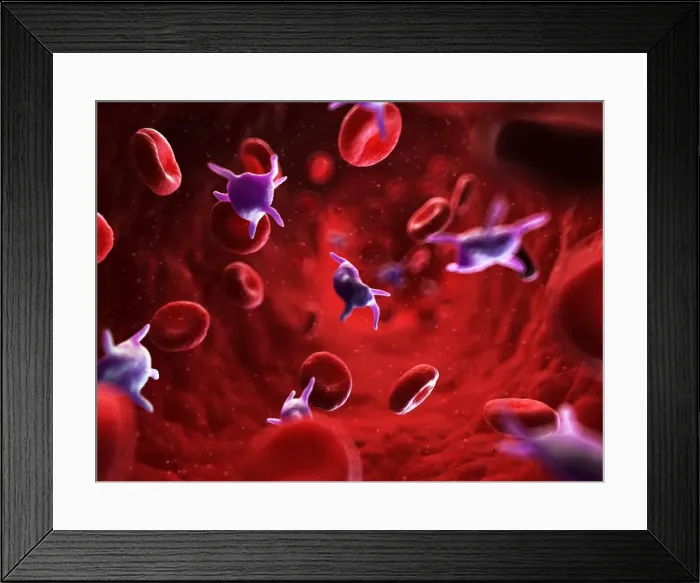 Framed Print : Activated platelets, artwork Framed Print : Activated platelets, artwork