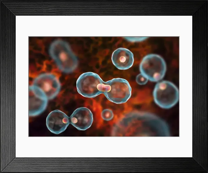 Framed Print : Nuclear division, illustration Framed Print : Nuclear division, illustration