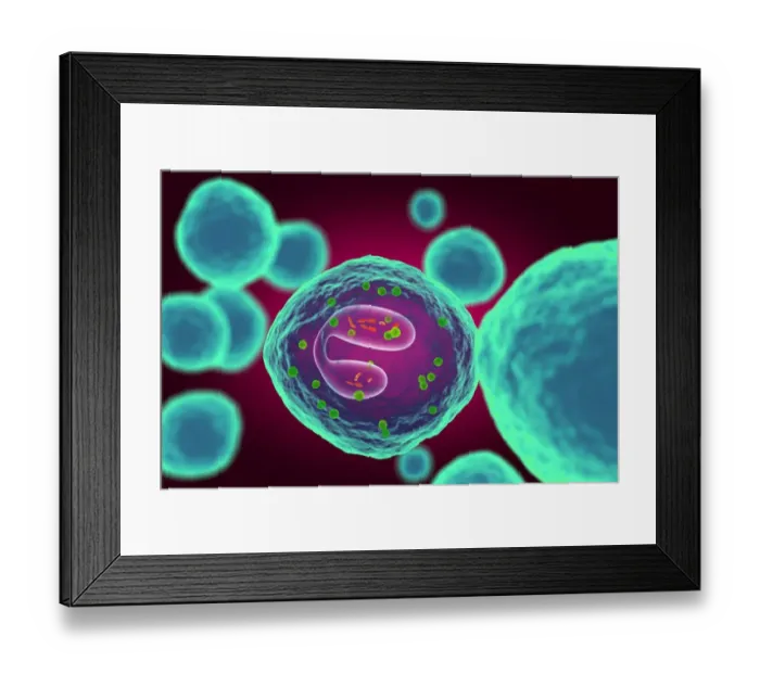 Framed Print : Eosinophil white blood cell, illustration