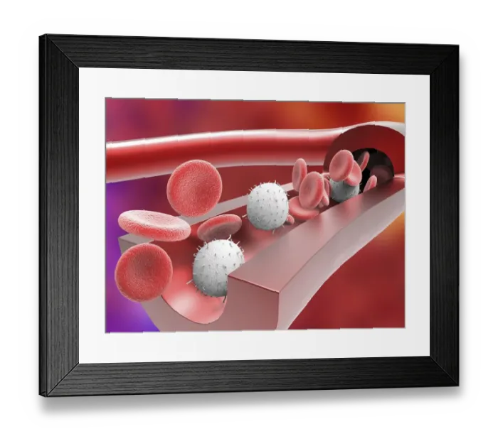 Framed Print : Human artery with blood cells, artwork Framed Print : Human artery with blood cells, artwork