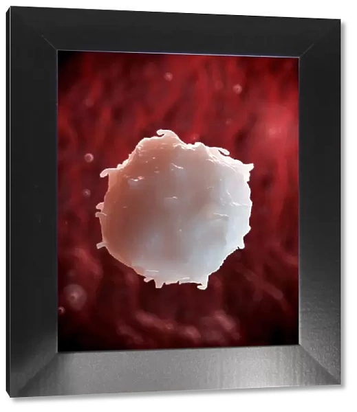 White blood cell, illustration