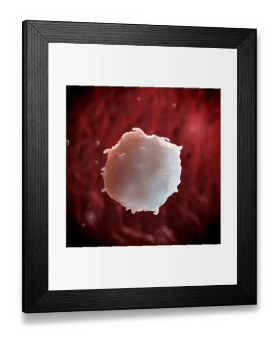 Framed Print : White blood cell, illustration Framed Print : White blood cell, illustration