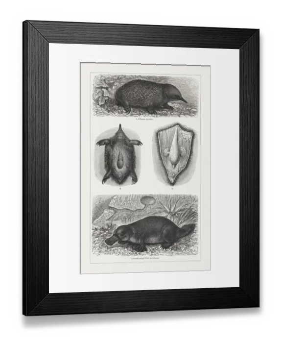 Framed Print : Monotremes: echidna and Platypus, wood engravings, published in 1897 Framed Print : Monotremes: echidna and Platypus, wood engravings, published in 1897