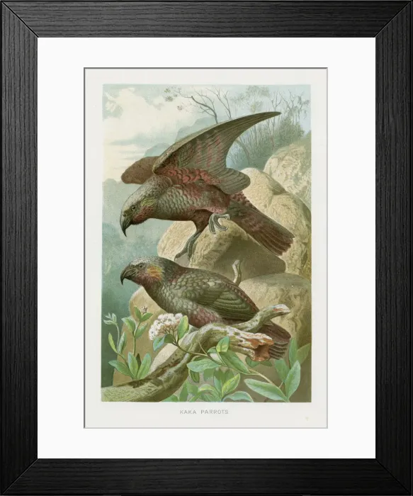 Framed Print : New Zealand parrots chromolithograph 1896 Framed Print : New Zealand parrots chromolithograph 1896