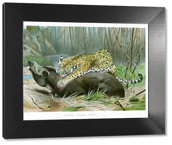 Jaguar killing tapir chromolithograph 1896