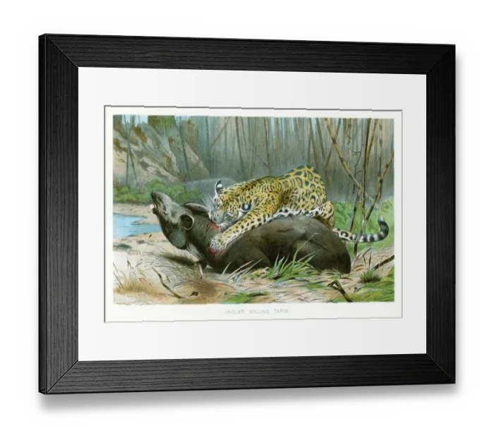 Framed Print : Jaguar killing tapir chromolithograph 1896 Framed Print : Jaguar killing tapir chromolithograph 1896