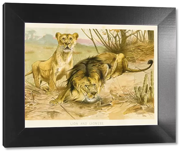 Lion and lioness chromolithograph 1896