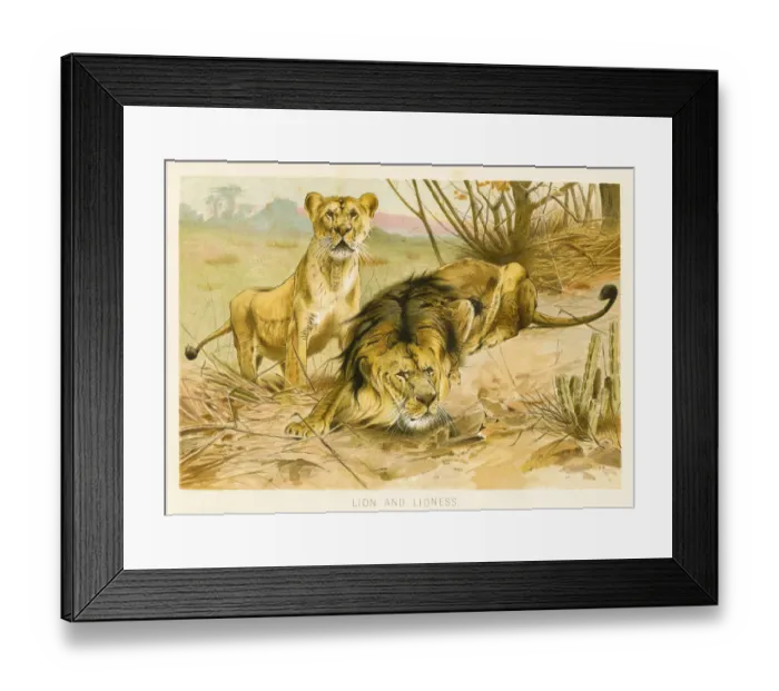 Framed Print : Lion and lioness chromolithograph 1896 Framed Print : Lion and lioness chromolithograph 1896