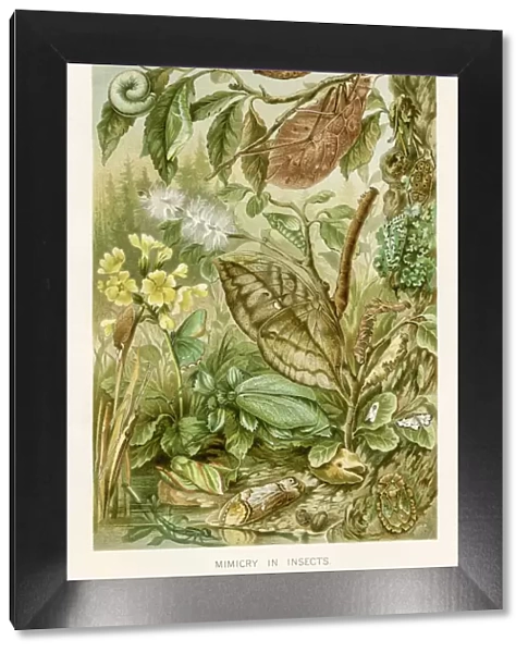 Mimicry of insects chromolithograph 1896