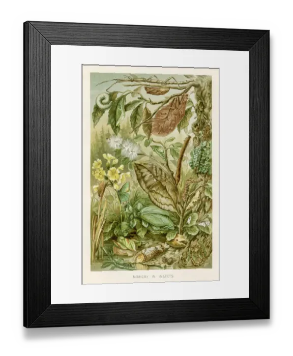 Framed Print : Mimicry of insects chromolithograph 1896
