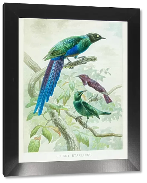 Glossy starling chromolithograph 1896