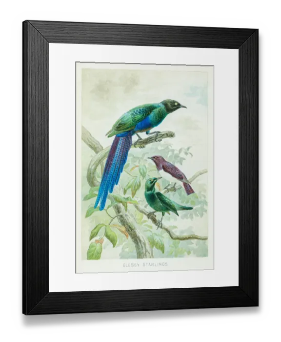 Framed Print : Glossy starling chromolithograph 1896 Framed Print : Glossy starling chromolithograph 1896