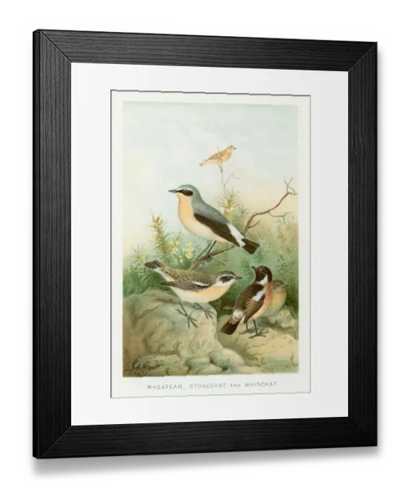 Framed Print : Birds chromolithograph 1896 Framed Print : Birds chromolithograph 1896