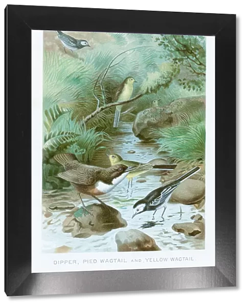 Wagtail chromolithograph 1896