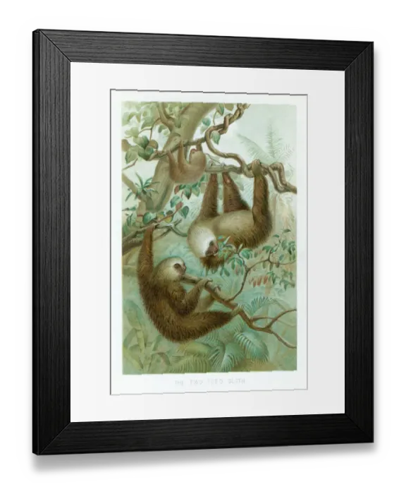 Framed Print : Sloth chromolithograph 1896 Framed Print : Sloth chromolithograph 1896