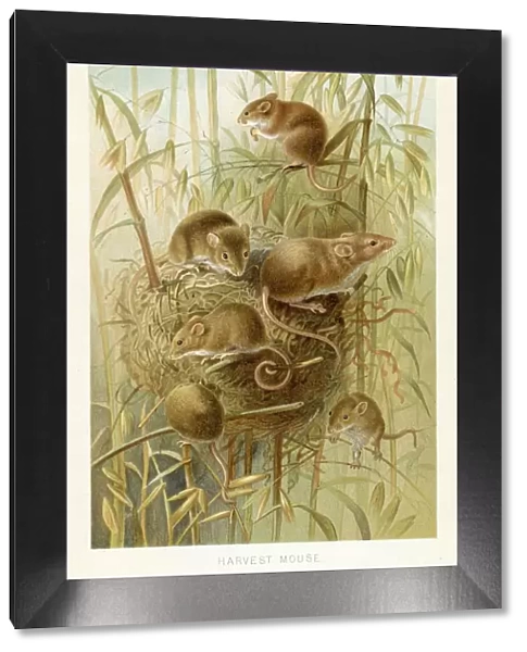 Harvest mouse chromolithograph 1896