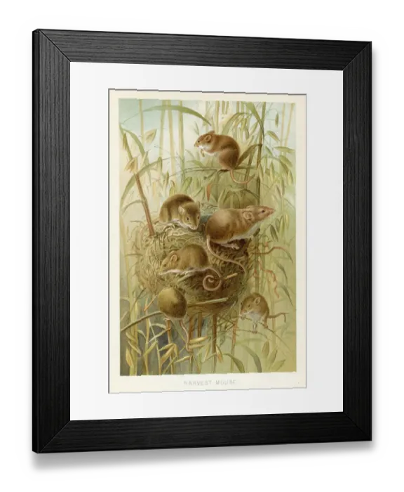 Framed Print : Harvest mouse chromolithograph 1896 Framed Print : Harvest mouse chromolithograph 1896