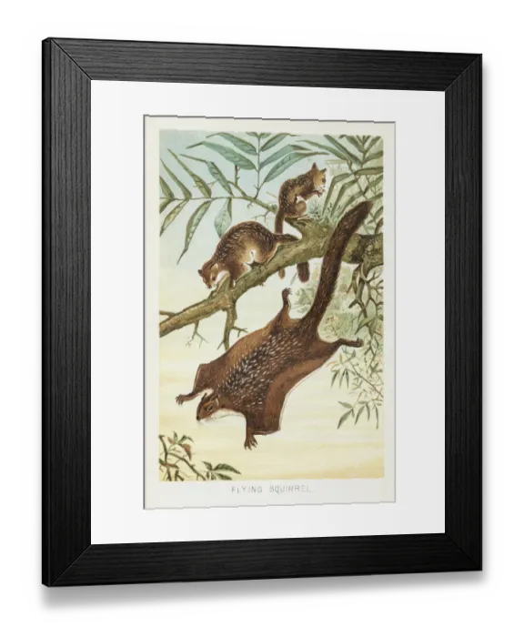 Framed Print : Flying squirrel chromolithograph 1896 Framed Print : Flying squirrel chromolithograph 1896