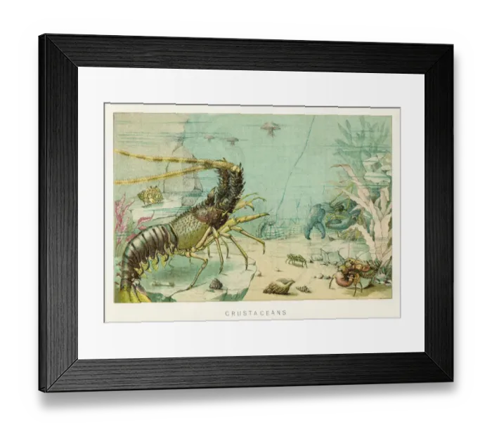 Framed Print : Crustacean chromolithograph 1896 Framed Print : Crustacean chromolithograph 1896
