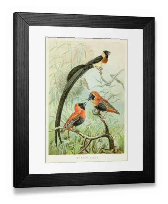 Framed Print : Weaver birds chromolithograph 1896 Framed Print : Weaver birds chromolithograph 1896