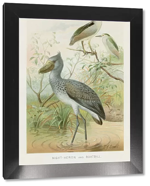 Night Heron and boatbill birds chromolithograph 1896