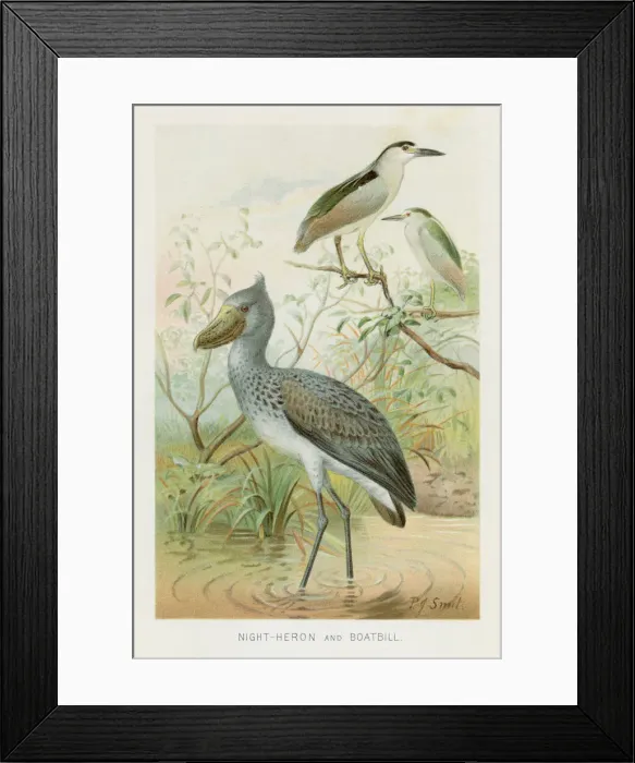 Framed Print : Night Heron and boatbill birds chromolithograph 1896 Framed Print : Night Heron and boatbill birds chromolithograph 1896