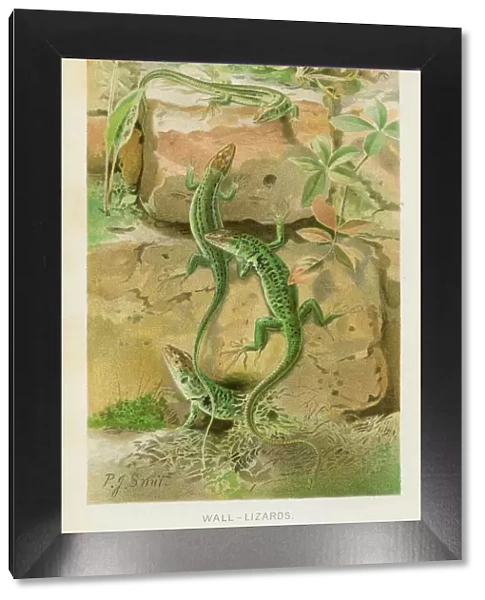 Wall lizards chromolithograph 1896