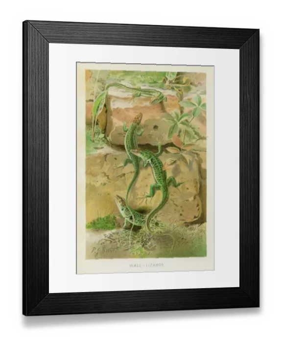 Framed Print : Wall lizards chromolithograph 1896 Framed Print : Wall lizards chromolithograph 1896