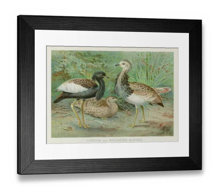 Framed Print : Bustard and Florican chromolithograph 1896 Framed Print : Bustard and Florican chromolithograph 1896