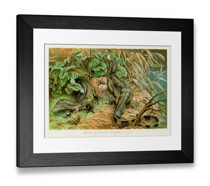 Framed Print : Water monitor chromolithograph 1896