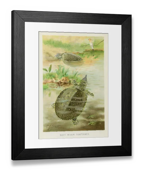 Framed Print : Soft river tortoise chromolithograph 1896 Framed Print : Soft river tortoise chromolithograph 1896