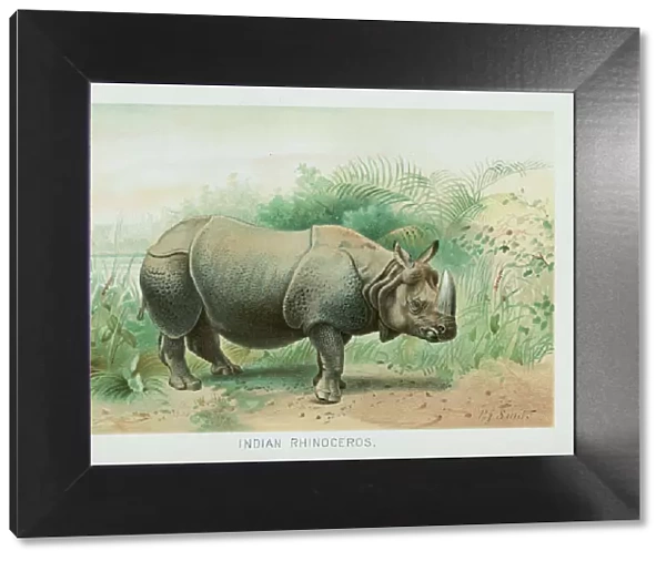 Indian rhinocerus chromolithograph 1896